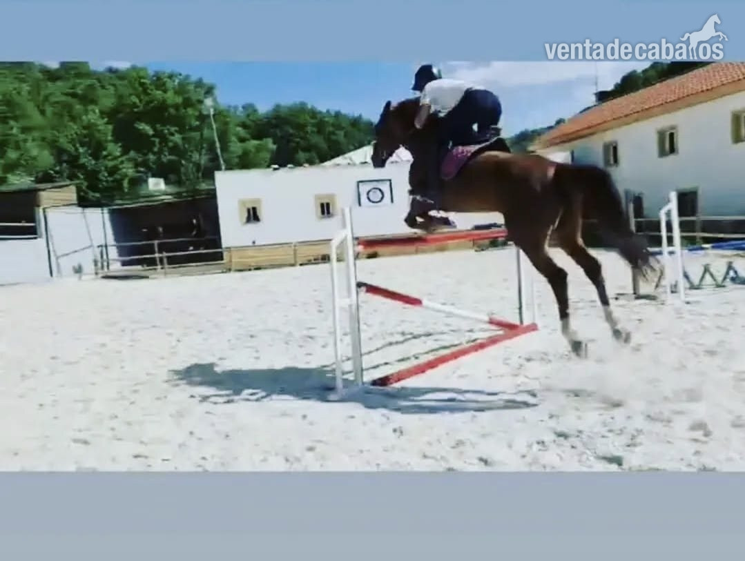 🐎 Traspaso de Finca Ecuestre con Vivienda e Instalaciones Hípicas – Guadalajara torija