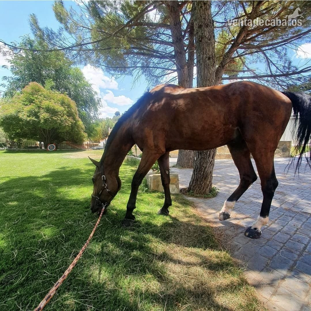 Finca ecuestre - 🐎 Traspaso de Finca Ecuestre con Vivienda e Instalaciones Hípicas – Guadalajara in torija