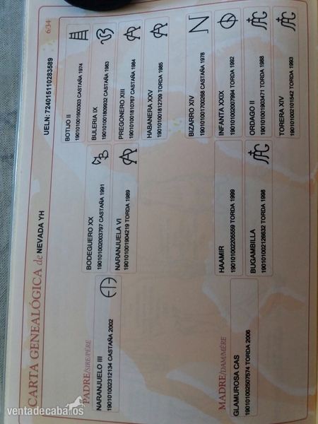 Se vende yegua P.R.E - Yeguas
