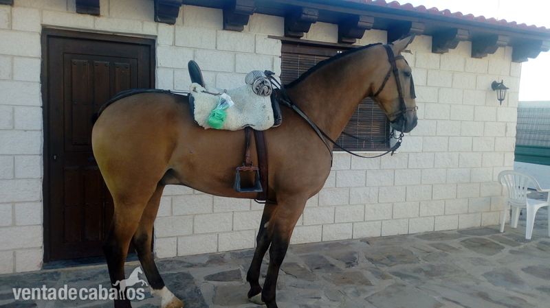 Hispanolusitano al 60&  in 