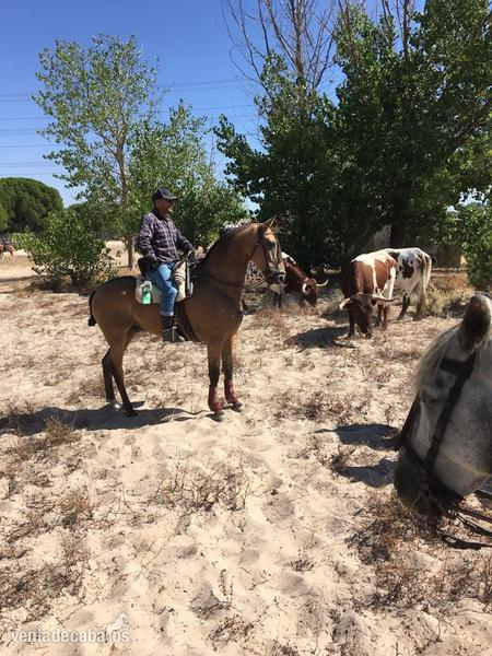 Hispanolusitano al 60&  - Caballos Capados in 