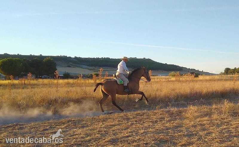 Caballos Capados Hispanolusitano - Hispanolusitano al 60& 