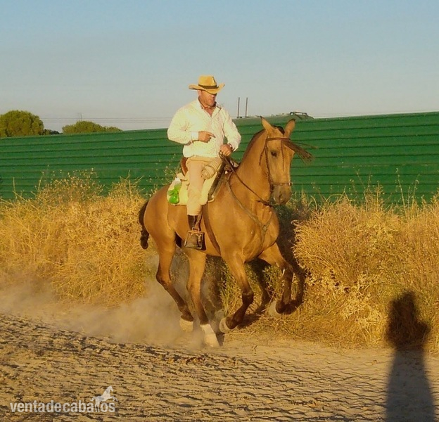 Hispanolusitano al 60&  - Caballos Capados Hispanolusitano