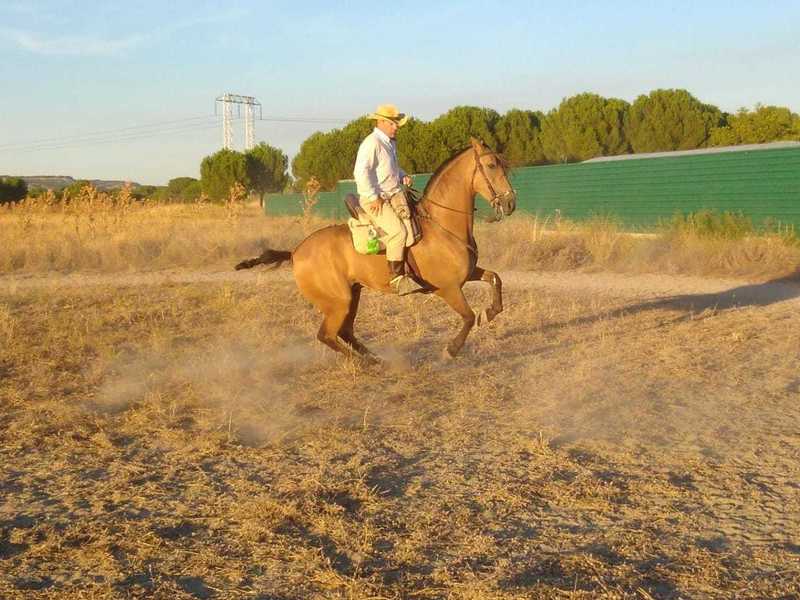 Hispanolusitano al 60&  - Caballos Capados