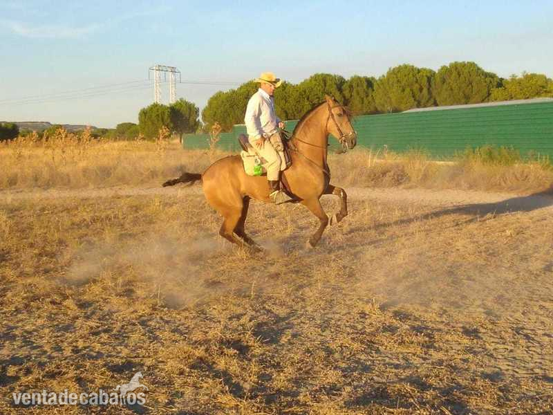 Hispanolusitano al 60&  - Caballos Capados