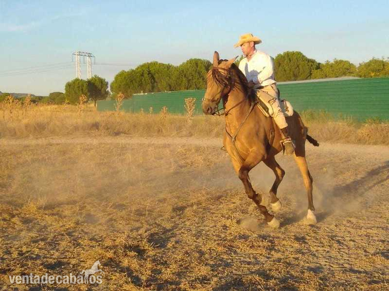 Hispanolusitano al 60& 