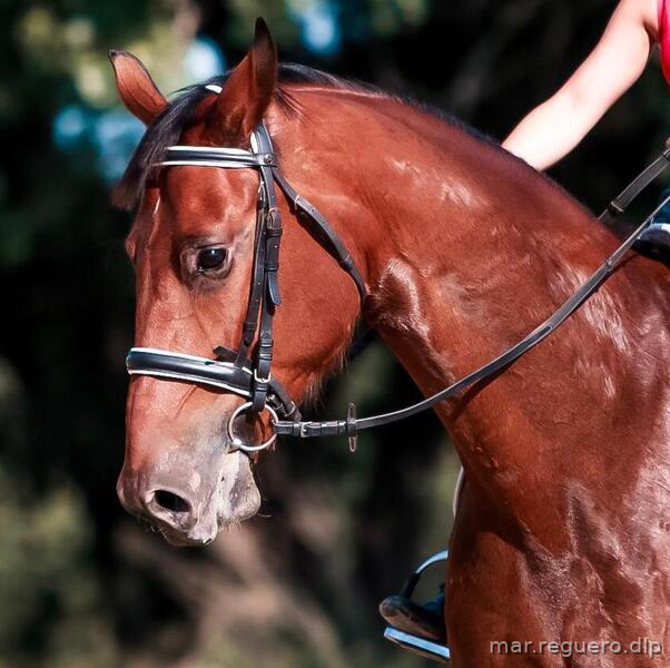 Caballos Capados KWPN - KWPN (con papeles) para doma, 5 años, 1,75m, castaño. 