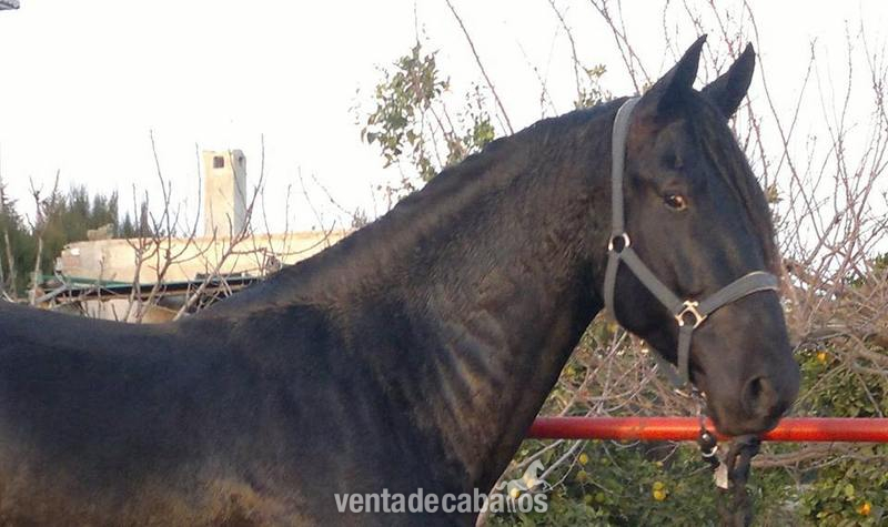 SEMENTAL NEGRO DE 176 CM HIJO CICLON IX in 