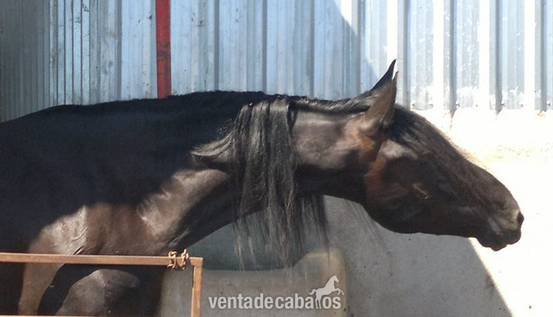 Caballos Pura Raza Española (P.R.E.) Pura Raza Española - SEMENTAL NEGRO DE 176 CM HIJO CICLON IX