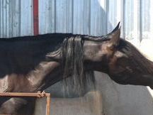 SEMENTAL NEGRO DE 176 CM HIJO CICLON IX