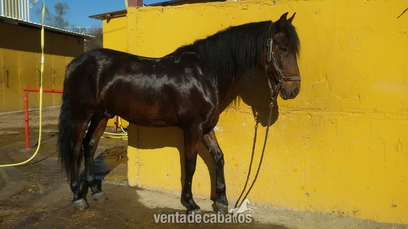 venta o cambio in 