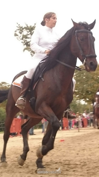 Caballos Pura Raza Española (P.R.E.) Pura Raza Española - venta o cambio