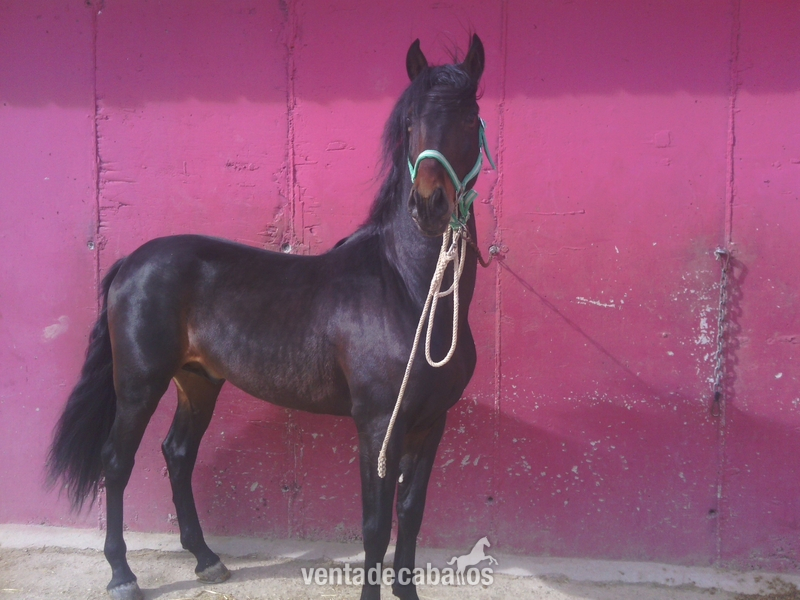 venta o cambio - Caballos Pura Raza Española (P.R.E.) Pura Raza Española