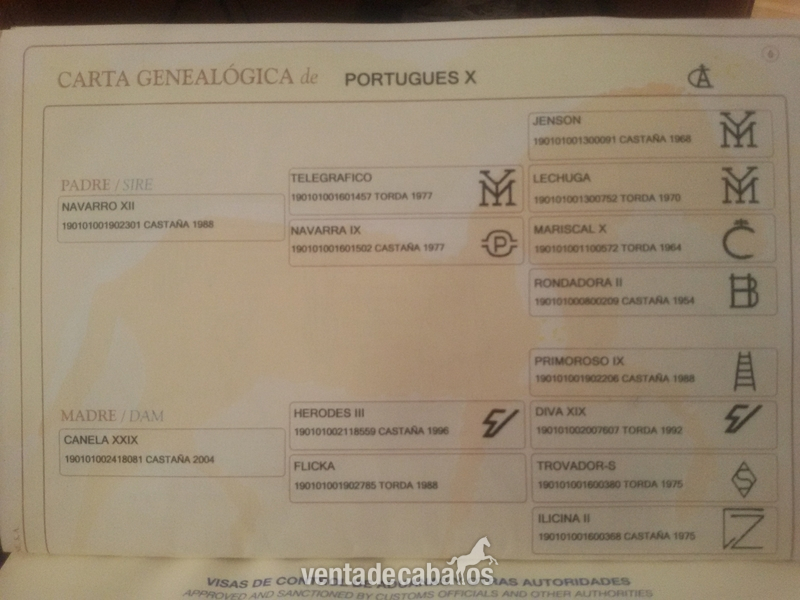 venta o cambio - Pura Raza Española