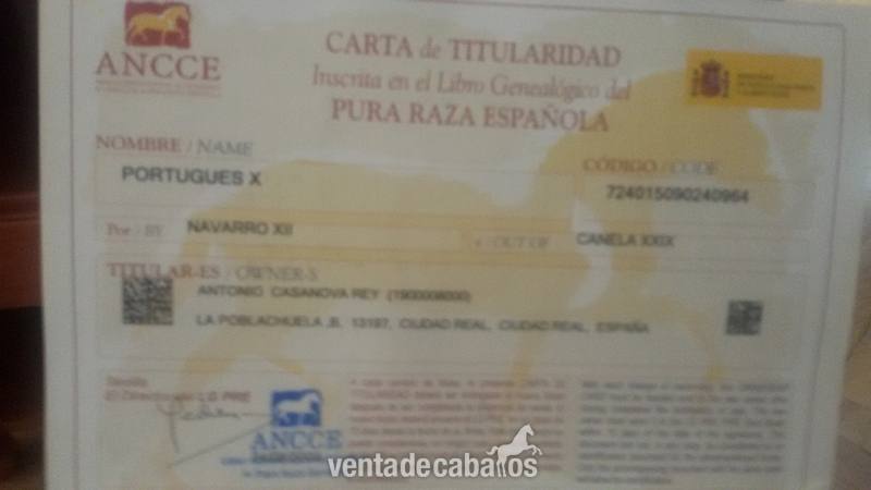 venta o cambio - Caballos Pura Raza Española (P.R.E.)