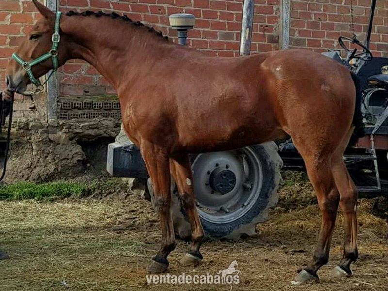 Caballos Capados Anglo luso - Vendo o cambio 