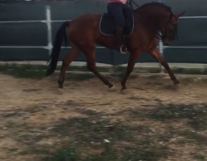 Vendo o cambio  - Caballos Capados Anglo luso