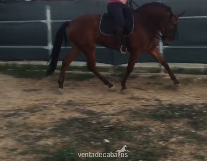 Vendo o cambio  - Caballos Capados Anglo luso