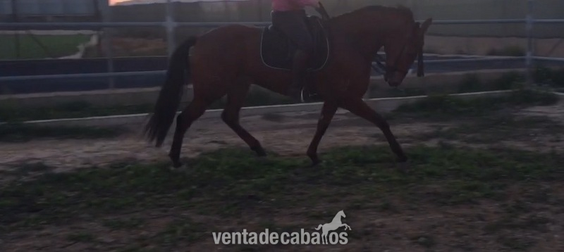 Vendo o cambio  - Caballos Capados