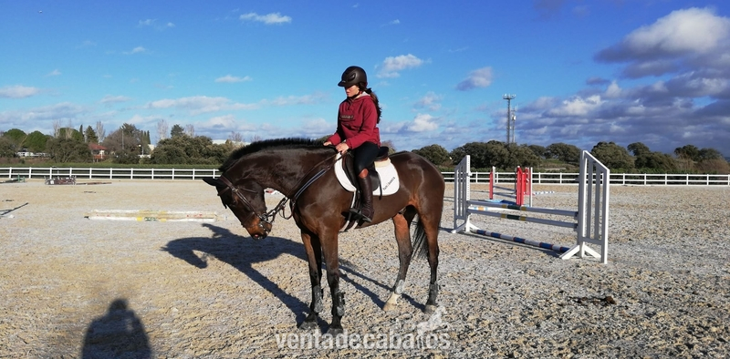 Fantástico caballo de salto gran potencial  in 