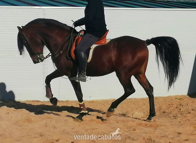EN VENTA ESPAÑOL CASTAÑO CON MELENAS in 