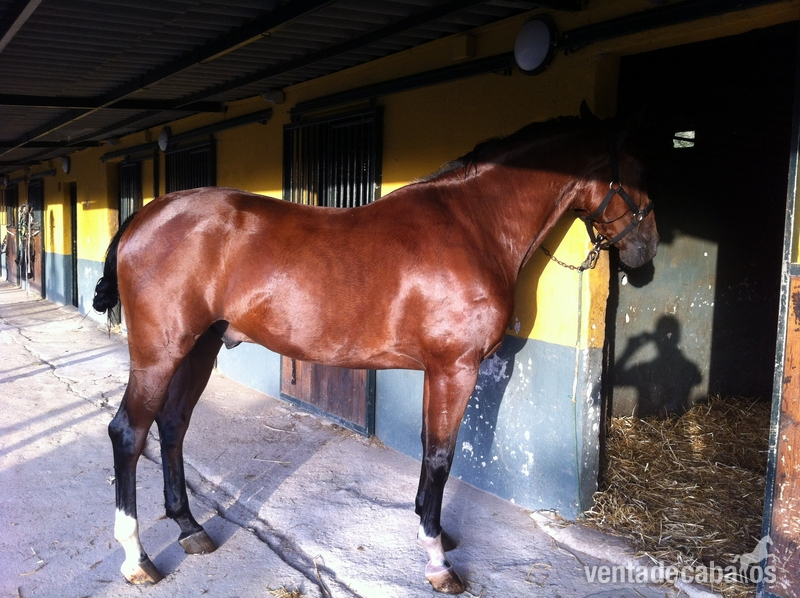 Caballos Capados Pura Raza Española - PRE CASTAÑO DE 6 AÑOS