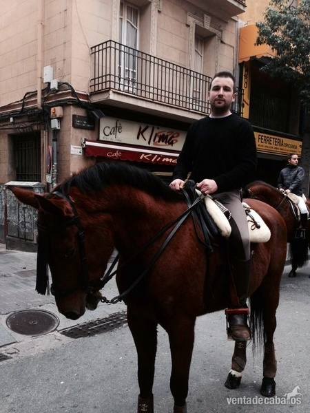 PRE CASTAÑO DE 6 AÑOS - Caballos Capados Pura Raza Española