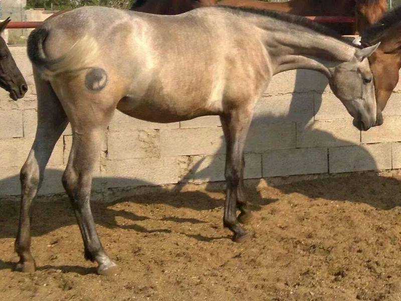 Ponis Miniatura Pura Raza Española - Potra Lopez Monis x Aldebaran 5