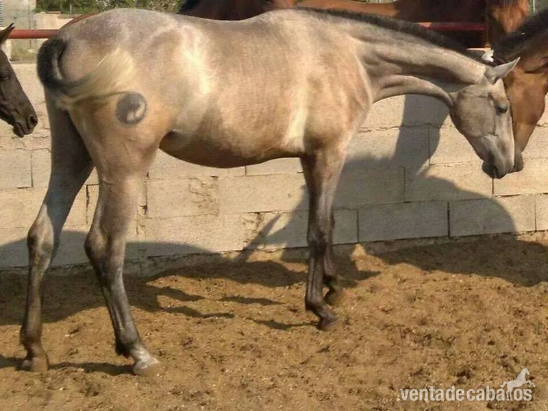 Ponis Miniatura Pura Raza Española - Potra Lopez Monis x Aldebaran 5