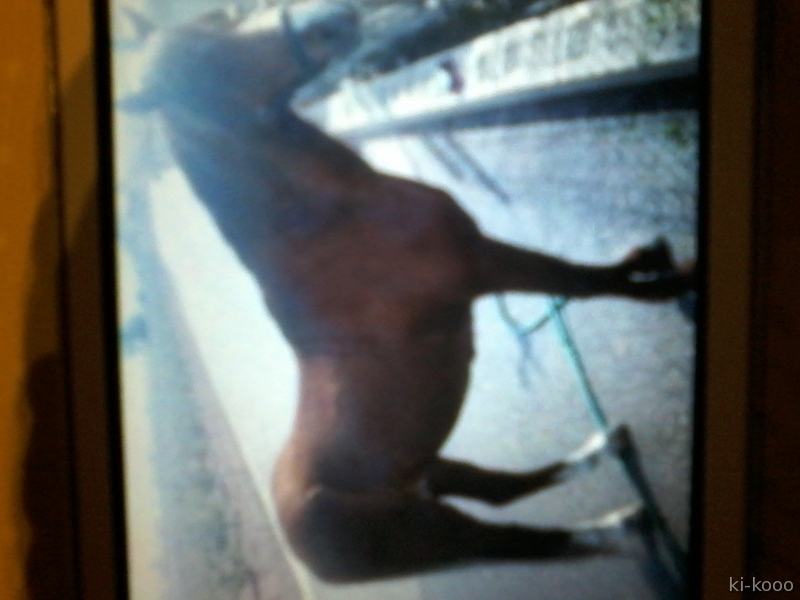 vendo pony welsh in 
