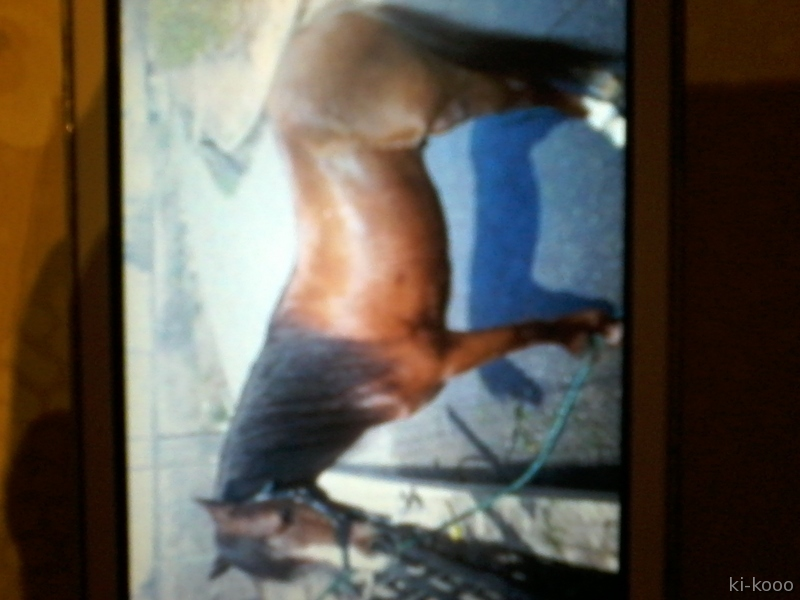 pony welsh
