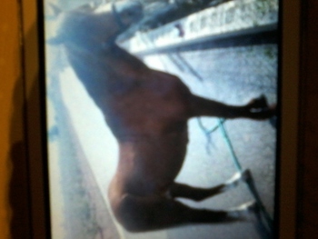 vendo pony welsh