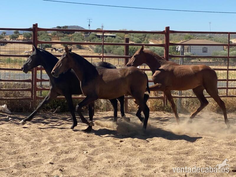 Lote de potras con prl in 