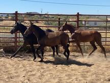 Lote de potras con prl