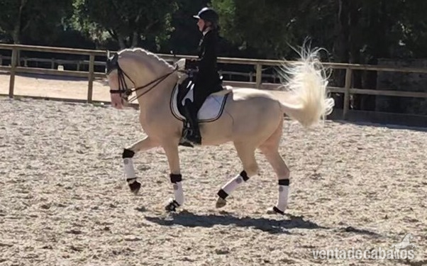 Talented Cream 169 cm, helado de caballos deportivos irlandeses de 7 años in 