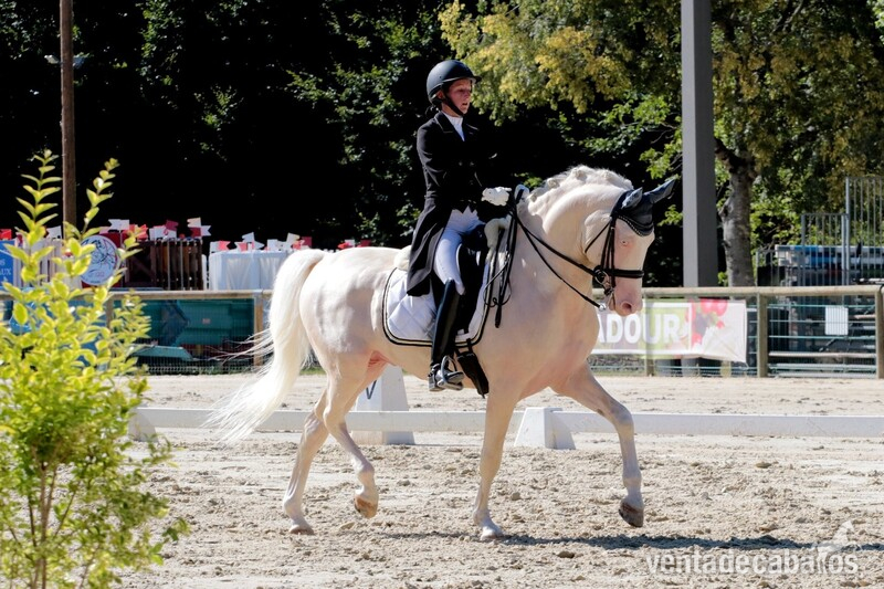 Irish Sport Horse