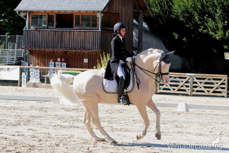 Irish Sport Horse {TYPE}