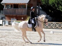 Talented Cream 169 cm, helado de caballos deportivos irlandeses de 7 años