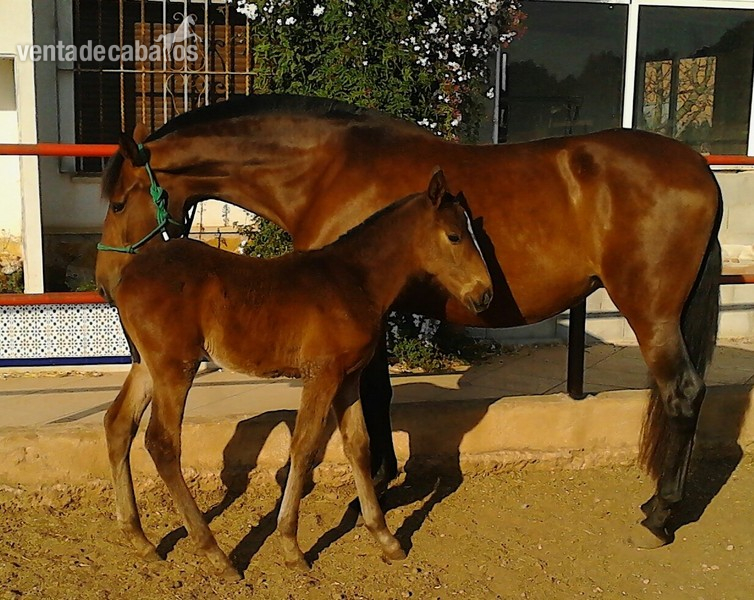 Caballos Pura Raza Española (P.R.E.) Pura Raza Española - Yegua concurso linea Ermitaño III DE1.68 CM ALZADA