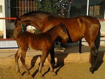 Yegua concurso linea Ermitaño III DE1.68 CM ALZADA