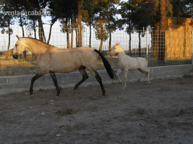 BAYA PRE + RASTRA in 