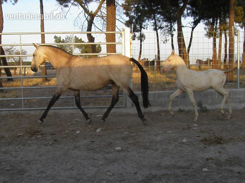 Caballos Pura Raza Española (P.R.E.) PRE - BAYA PRE + RASTRA