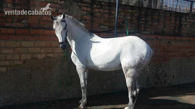 CABALLO HISPANO ÁRABE in 