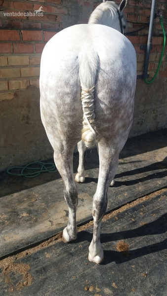 Hispano-Arabe