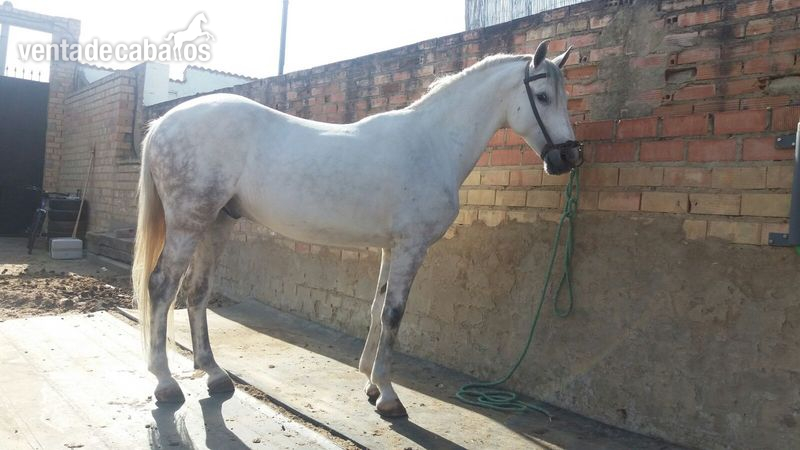 Hispano-Arabe {TYPE}