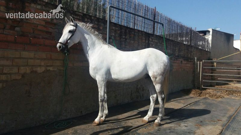 Caballo Hispano Árabe Hispano-Arabe - CABALLO HISPANO ÁRABE