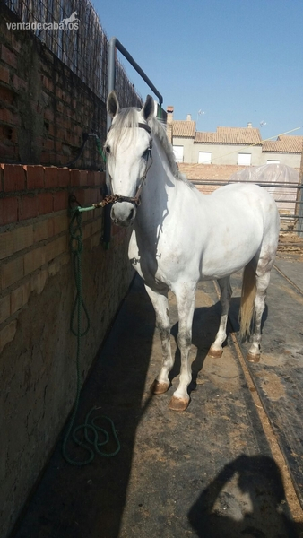 CABALLO HISPANO ÁRABE - Caballo Hispano Árabe Hispano-Arabe