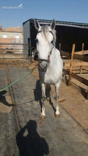 CABALLO HISPANO ÁRABE - Hispano-Arabe