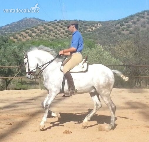 CABALLO HISPANO ÁRABE - Caballo Hispano Árabe