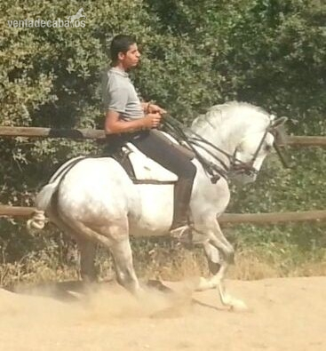 CABALLO HISPANO ÁRABE